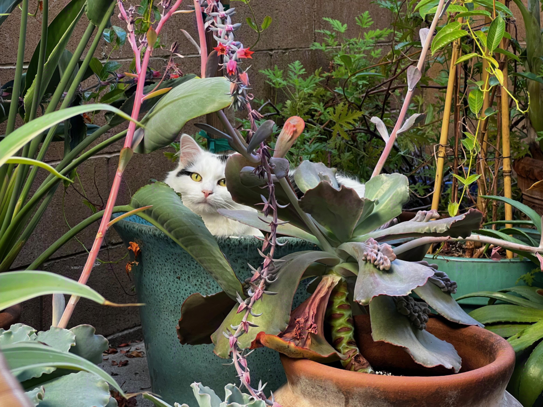 Steg.AI puts deep learning on the job in a clever evolution of watermarking