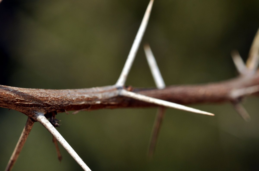 wp header logo 24.png