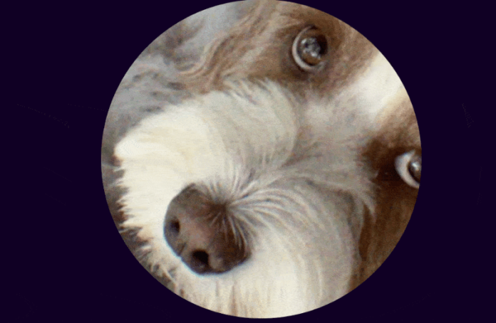 wp header logo 20.png